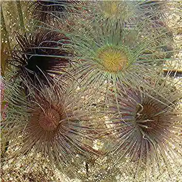 Tube Anemone: Purple/Black w/ Neon Green Center