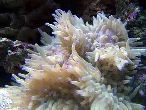 Sebae Anemone