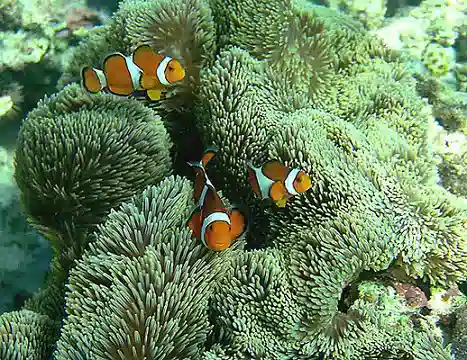 Carpet Anemone