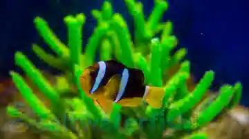 Black Clarkii Clownfish - Melanesia