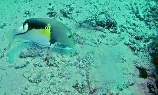 Orange Spotted Tuskfish