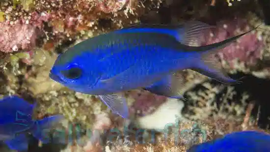 Blue Reef Chromis Damsel; Atl.