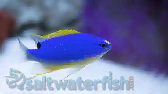 Fiji Devil Damsel