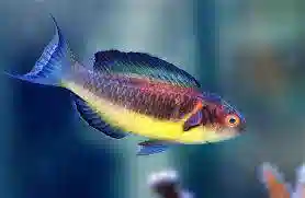 Brunneus Fairy Wrasse: Male