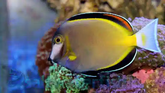 Powder Brown Tang