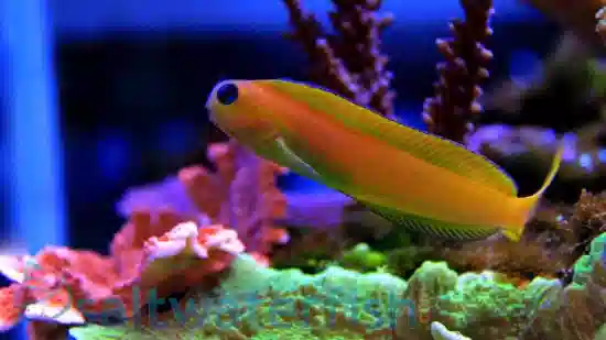 Midas Blenny: Golden