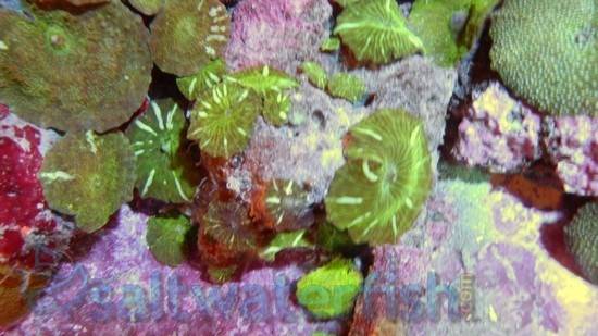 Mushroom Coral: Striped Green - Aquacultured