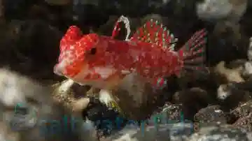 Scooter Blenny: Red - South Asia
