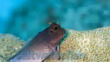 Redlip Blenny