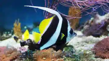 Black & White Heniochus Butterfly - South Asia