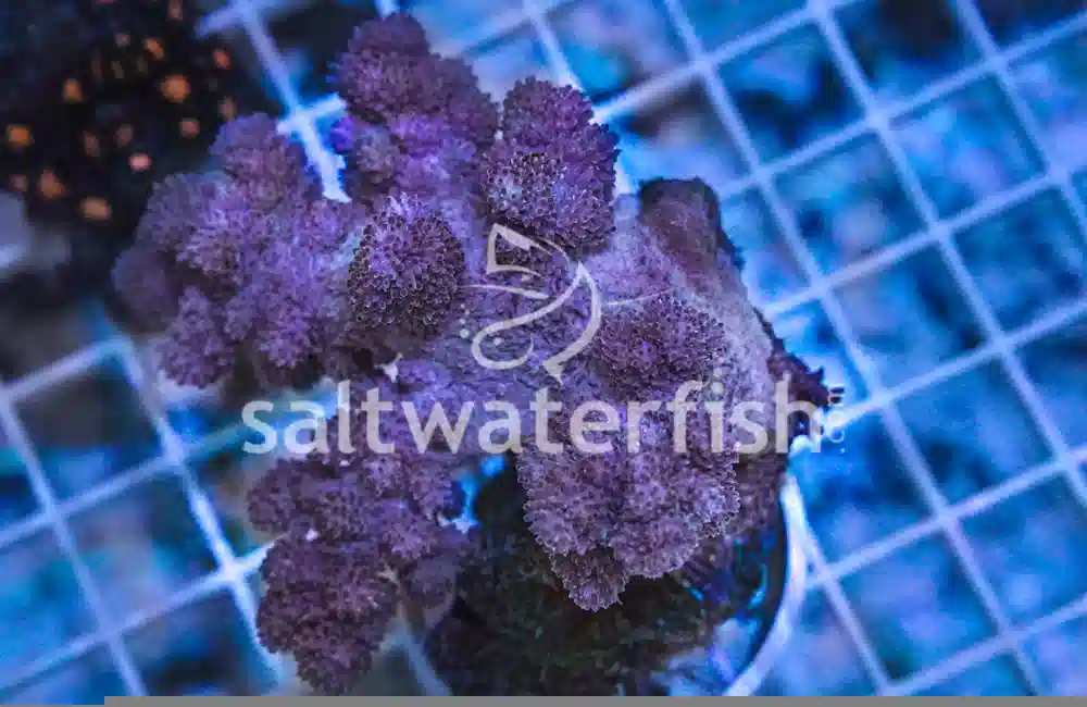 Flower Dendro Coral - Fiji