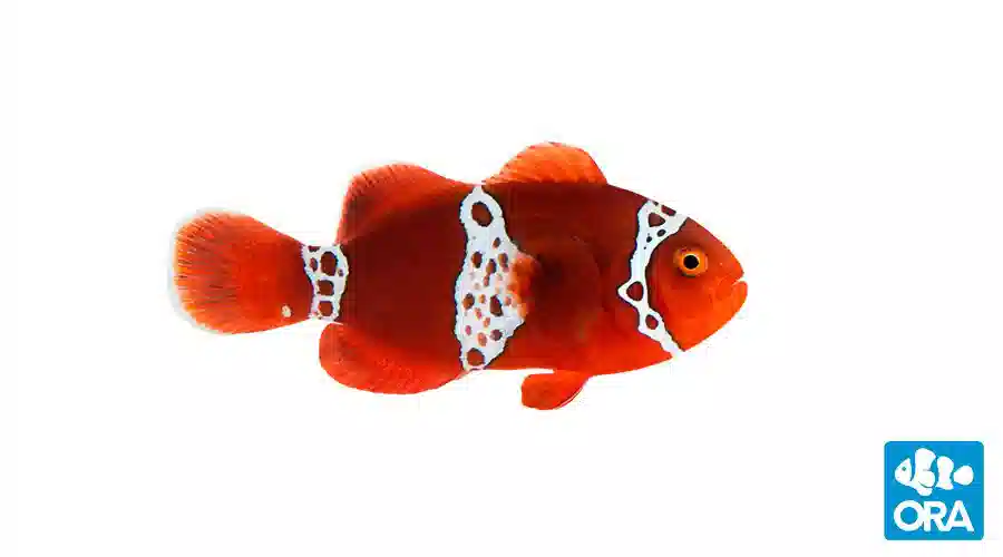 Thunder Maroon Clownfish - Captive Bred