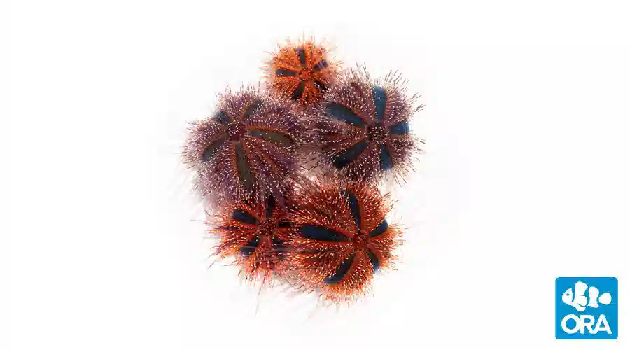 ORA Red Tuxedo Urchin Captive-Bred