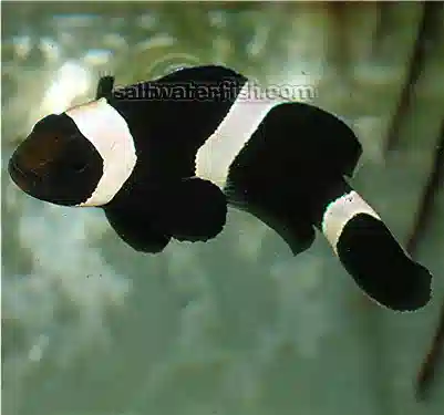 ORA Black & White Clownfish - Aquacultured