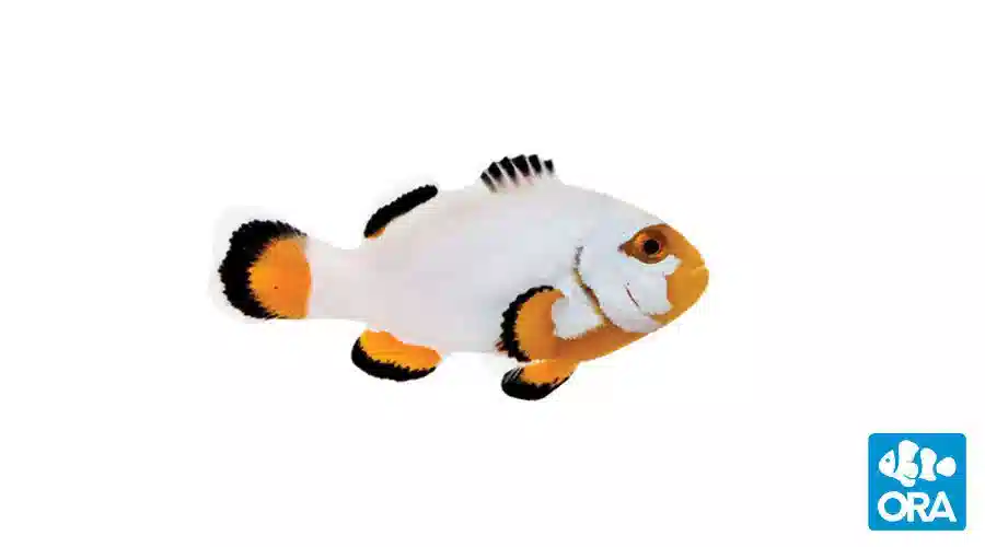 ORA Platinum Percula Clownfish Captive-Bred