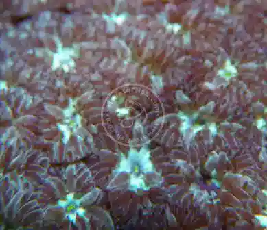 Trumpet Coral - Frag