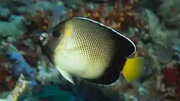 Yellow-Ear Angelfish