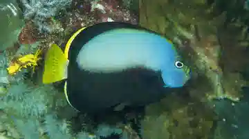 Phantom Angelfish - Captive Bred