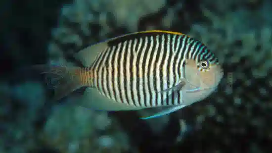 Zebra Angelfish: Male