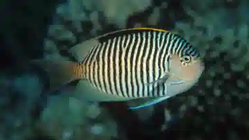 Zebra Angelfish: Male