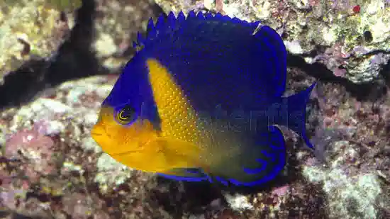 Purple Masked Angelfish - Captive Bred