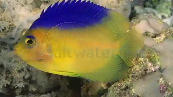 Colini Angelfish