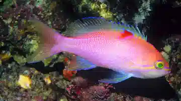 Orangebar Anthias