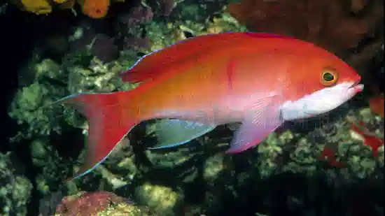 Red Bar Anthias - Eastern Asia