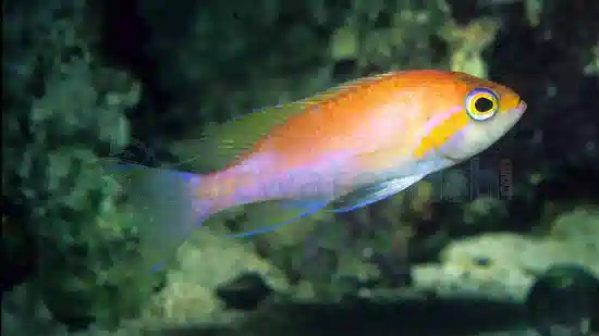 Hutomoi Anthias