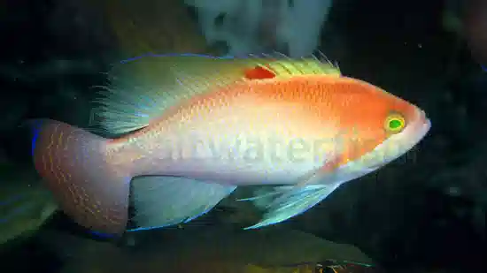 Stocky Anthias: Male - MAC Certified - Fiji