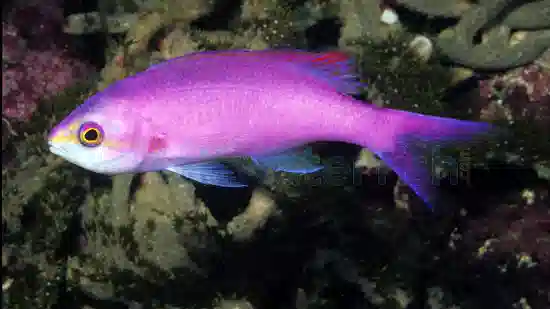 Amethyst Anthias