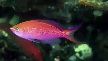 Princess Anthias