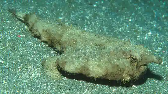 Longnose Batfish