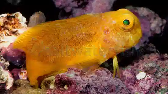 Golden Sailfin Blenny - Central Pacific