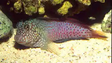 Ember Blenny