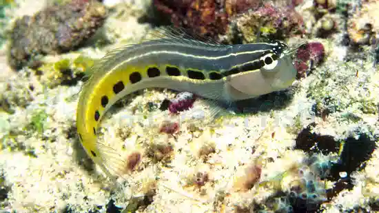 linear blenny