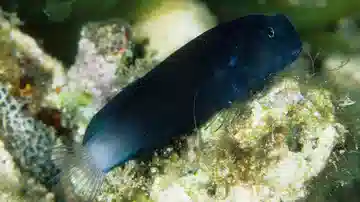 Black Combtooth Blenny