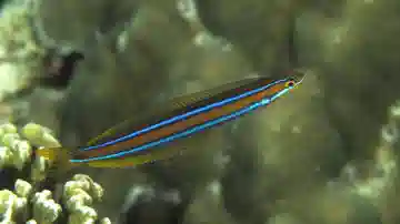 Bluestriped Fangblenny