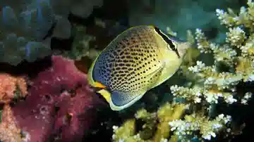 Peppered Butterfly - Red Sea