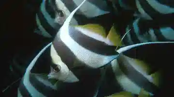 Schooling Bannerfish Butterfly