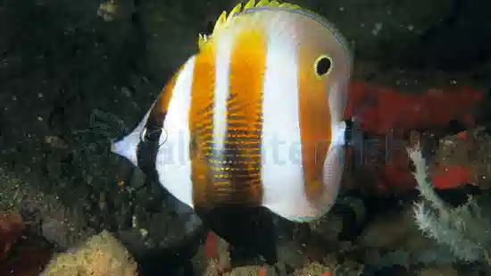 Orange-Banded Butterfly