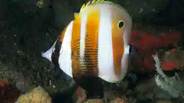 Orange-Banded Butterfly