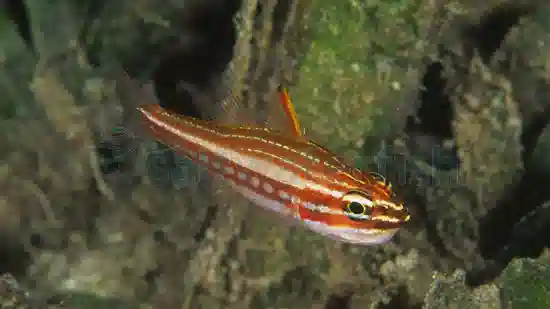 Red-Stripe Cardinal