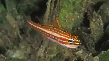 Red-Stripe Cardinal