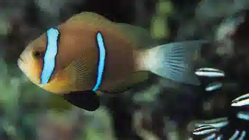 Blue Stripe Clownfish