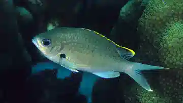 Yellow-Edge Brown Chromis