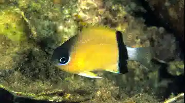 Black-Bar Chromis