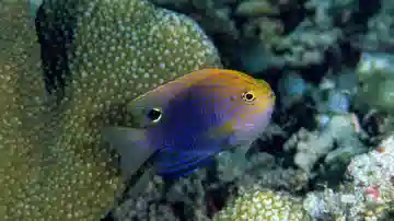 Fiji Devil Damsel - Damsels - Saltwater Fish