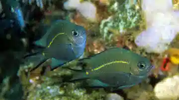 Orange Line Chromis: Juvenile