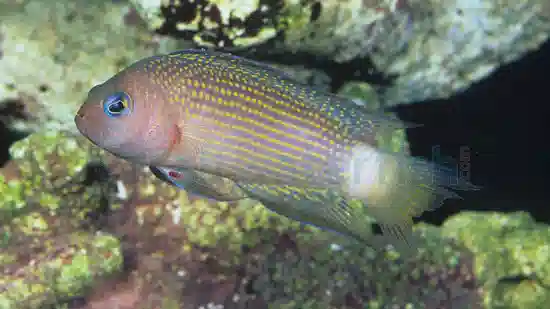 Sabah Dottyback